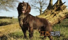 田野小猎犬的寿命有多长 田野小猎犬的寿命