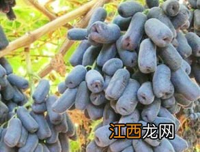 甜蜜蓝宝石葡萄的介绍