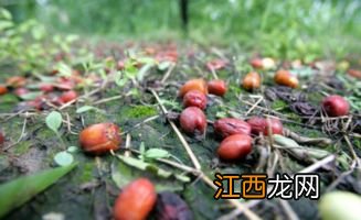 枣疯病治疗土法