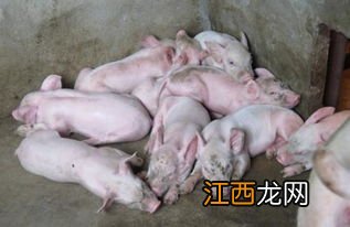 廣西生豬什麽時候解禁