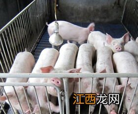 廣西生豬什麽時候解禁