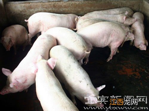 廣西生豬什麽時候解禁