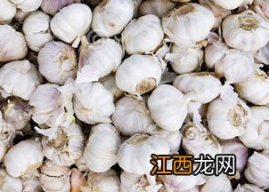 大青棵蒜种特点