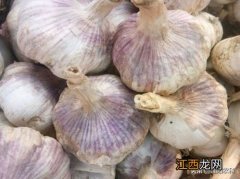 大青棵蒜种特点