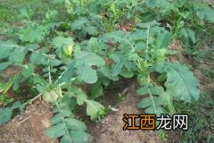 冬萝卜种植时间