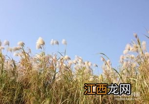 不打农药根除芦苇方法