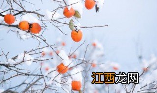 柿饼产地在哪里 柿饼产地在哪里最多