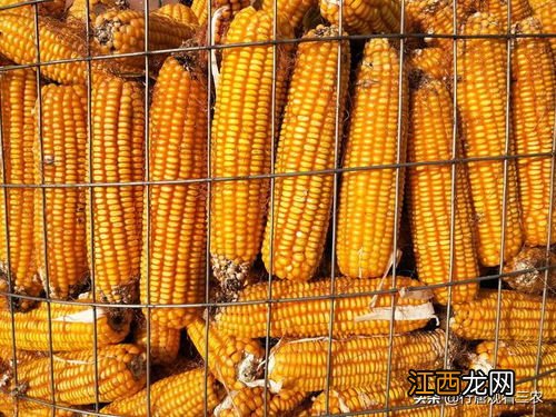 玉米叶面肥什么时候打