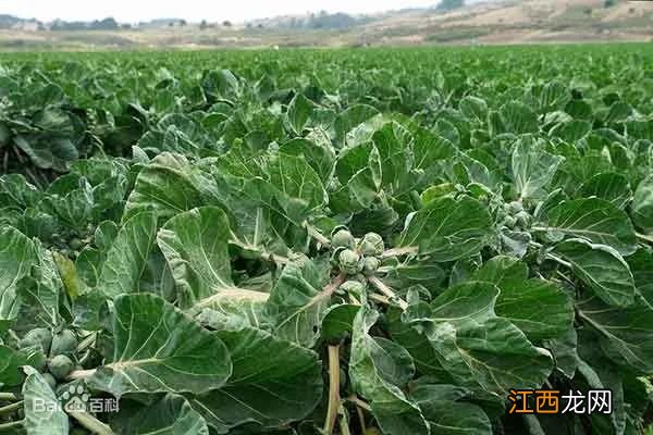 【周末精选】你知道荷兰的防癌菜吗?