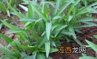 空心菜农药残留多吗