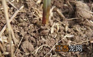 玉米地下害虫用什么药