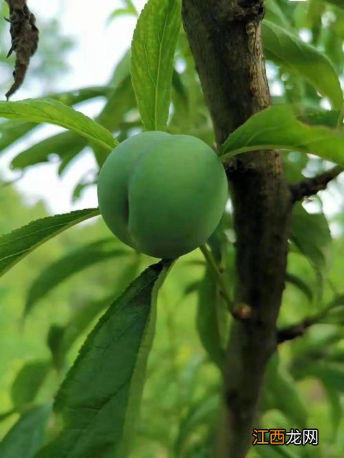 蜂糖李哪里适合种植