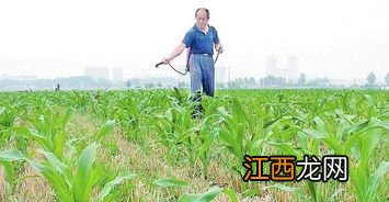 玉米几个叶打除草剂