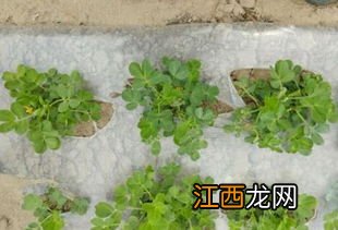 花生苗后除草剂什么时候打