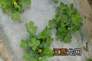 花生苗后除草剂什么时候打