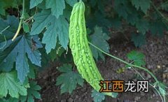 种植苦瓜用掐尖吗