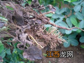 茎腐病防治方法