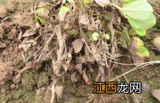 茎腐病防治方法