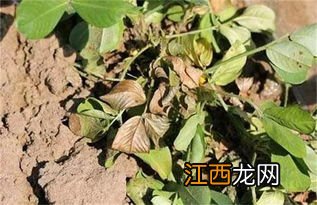 茎腐病防治方法