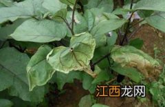 茄子枯萎病特效药