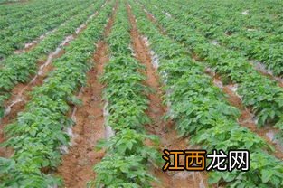 土豆种植多久可以收获