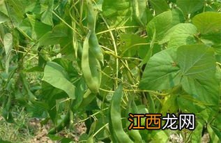 眉豆种植时间