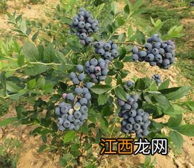 适合北方种植的蓝莓品种