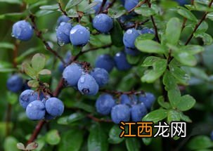 适合北方种植的蓝莓品种