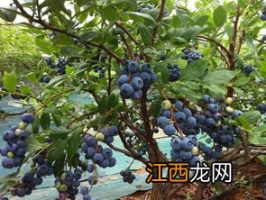 适合北方种植的蓝莓品种