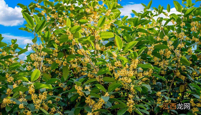 桂花树是什么植物类型的树 桂花树是什么植物类型