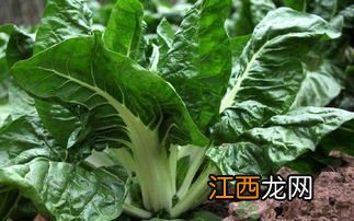 牛皮菜几月份种植