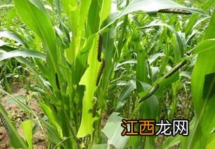 粘虫用什么药根除