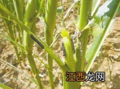 粘虫用什么药根除