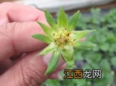 草莓花芽分化用什么药