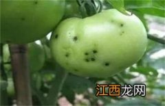 西红柿烂果是什么病