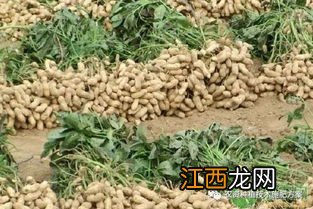 花生种植技术行距株距