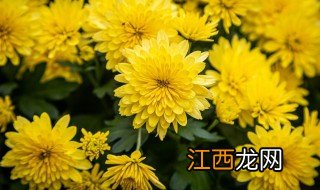 胎菊的功效与禁忌 胎菊的功效与禁忌有哪些呢