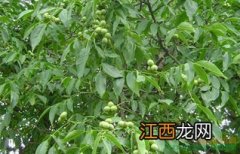 核桃树种植间距