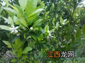 芸豆打什么药保花