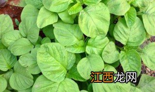 青苋菜简单种植方法 青苋菜简单种植方法视频