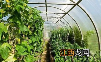 拆除违建农业大棚标准