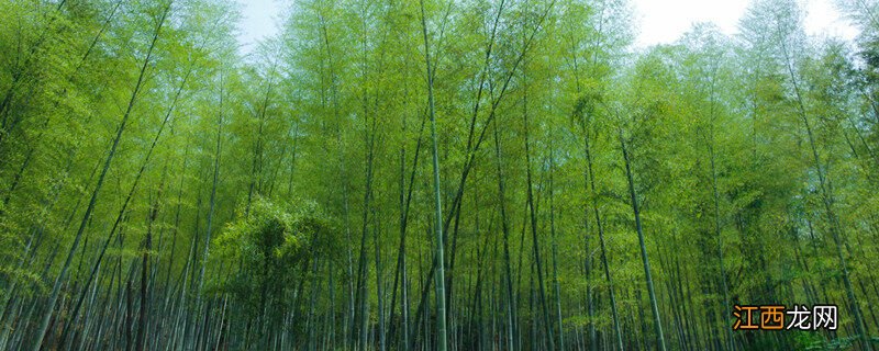 麻竹怎么种植的视频 麻竹怎么种植