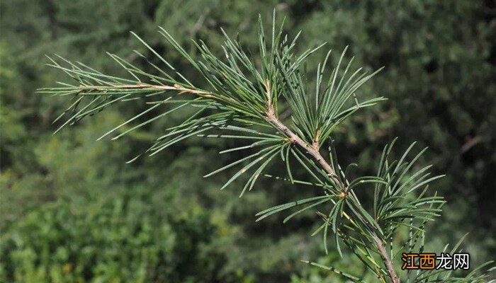 雪松属于草本植物吗为什么 雪松属于草本植物吗