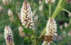 榕树施什么肥料