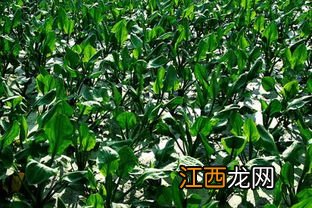 陕北适合种植什么药材