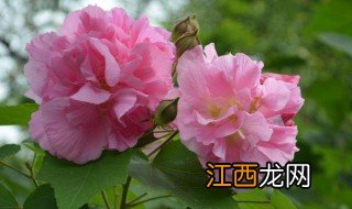 水中芙蓉是什么花 芙蓉是什么花