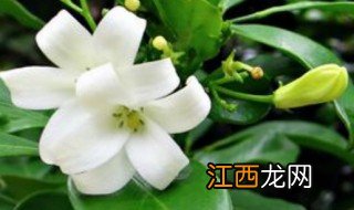 橙花是什么味道 橙花是什么味道的香水