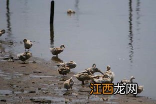 蛋鸭怎样养殖才能高产