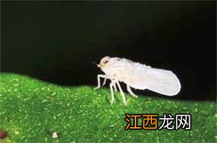 白飞虱不用药有啥偏方