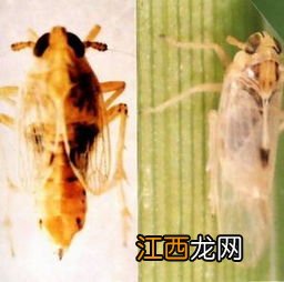 白飞虱不用药有啥偏方